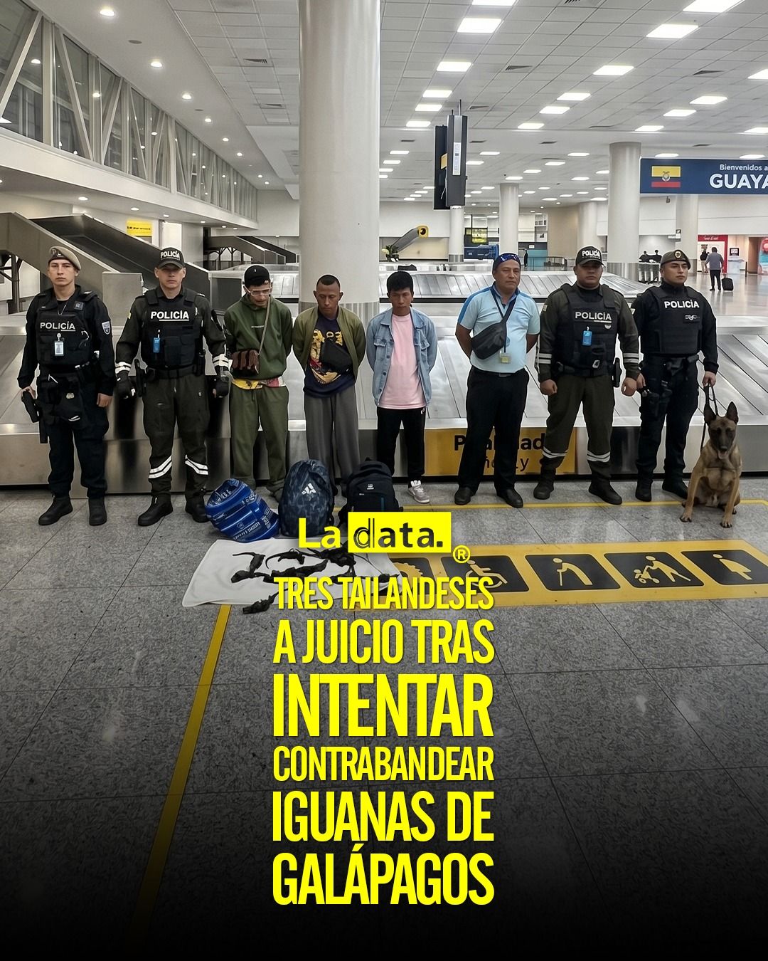 @ladataec 👈 #ladata #TendenciaPolítica #Guayas #IguanasMarinas