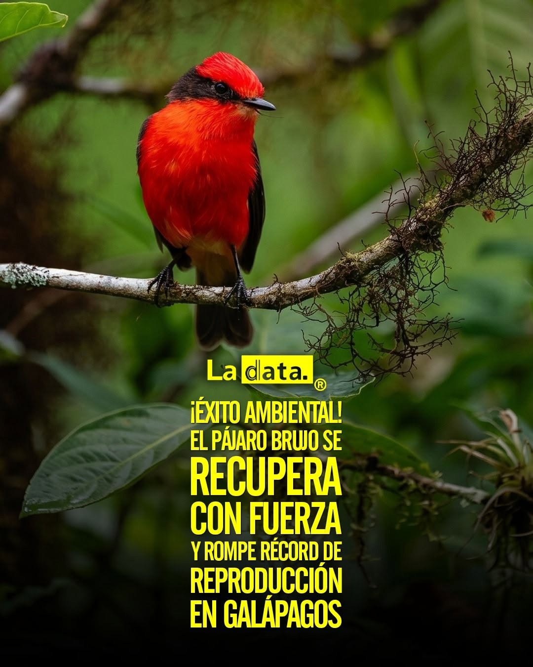 @ladataec 👈  #ladata #TendenciaPolítica #Galápagos #PájaroBrujo