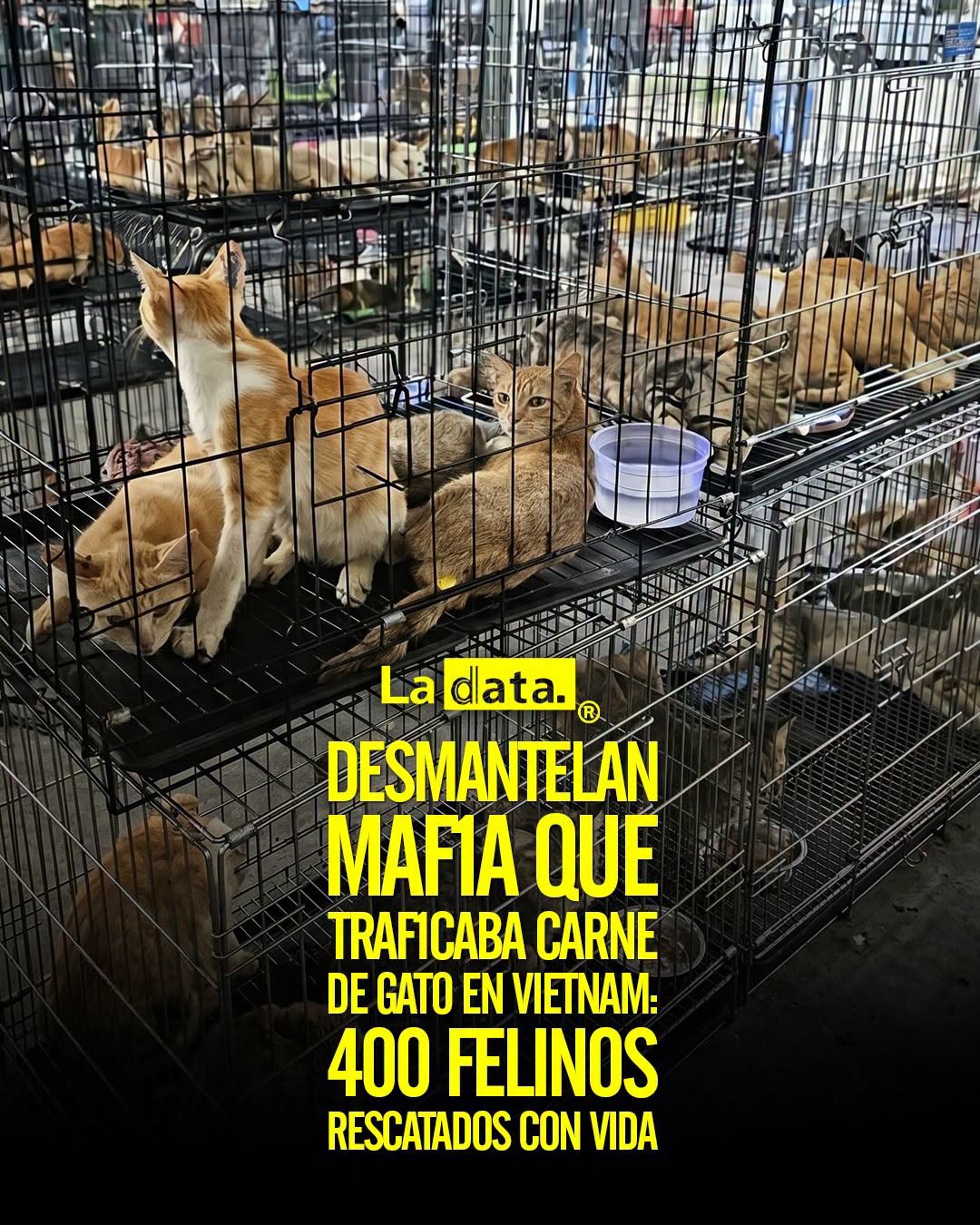 @ladataec  #ladata #TendenciaPolítica #MaltratoAnimal #Vietnam