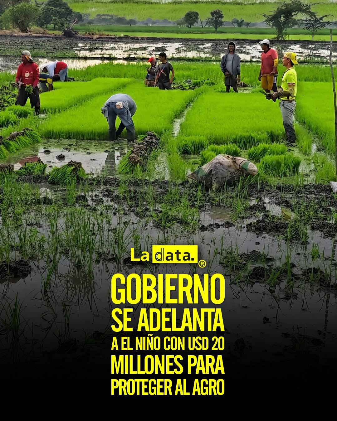 @ladataec 👈 #ladata #TendenciaPolítica  #Agricultura #FenómenoDelNiño