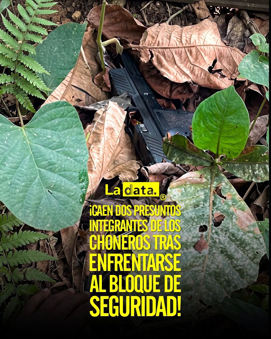 @ladataec 👈 #ladata #TendenciaPolítica #LosChoneros #Quevedo