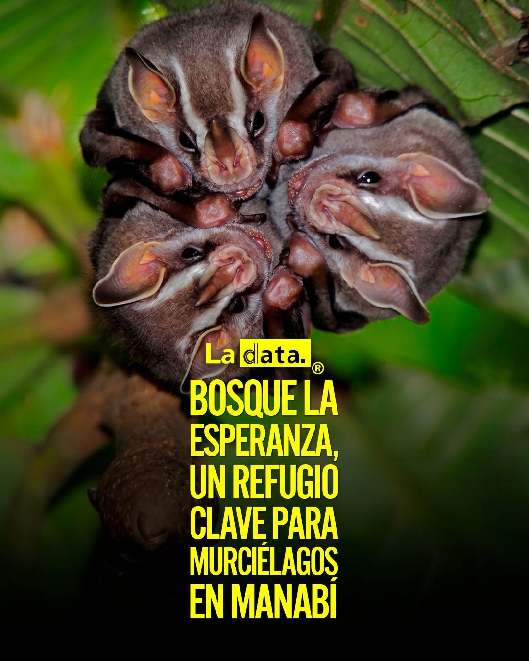@ladataec👈 #LaData #TendenciaPolitica #Fauna #MAE